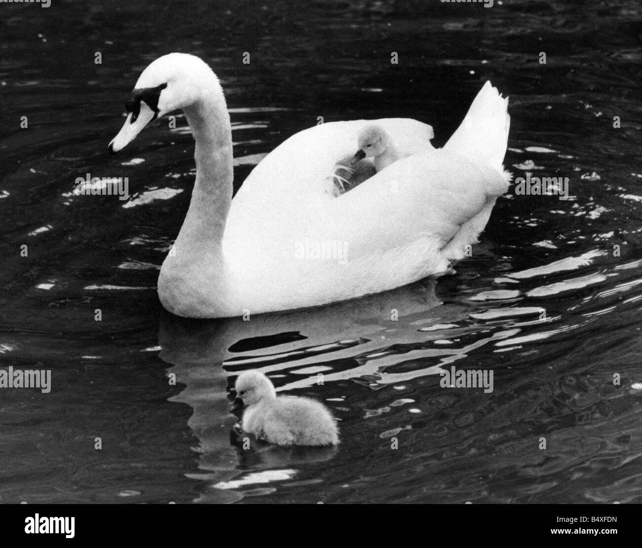 Il grazioso lungo collo di cigno Bewick dando uno dei suoi cygnets un giro sulla sua schiena Foto Stock