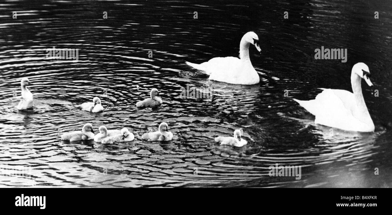 Questi otto giovani cygnets sono la più recente aggiunta alla colonia a Saltwell Park Gateshead Foto Stock