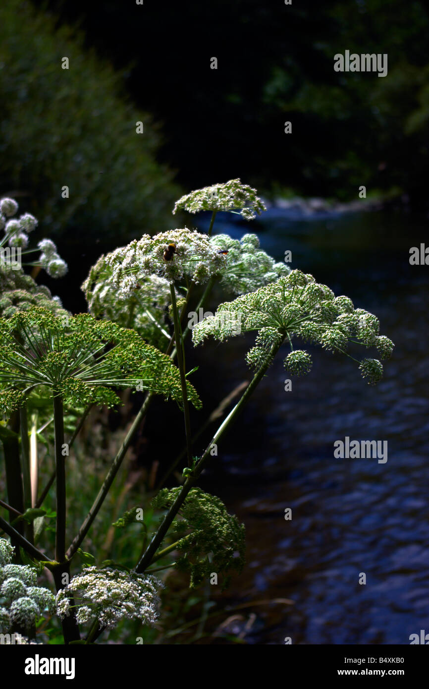 Vescovo il laccio o Queen Anne's laccio (Daucus carota) crescente dei Pirenei catalani (Pallars Sobirà) Foto Stock