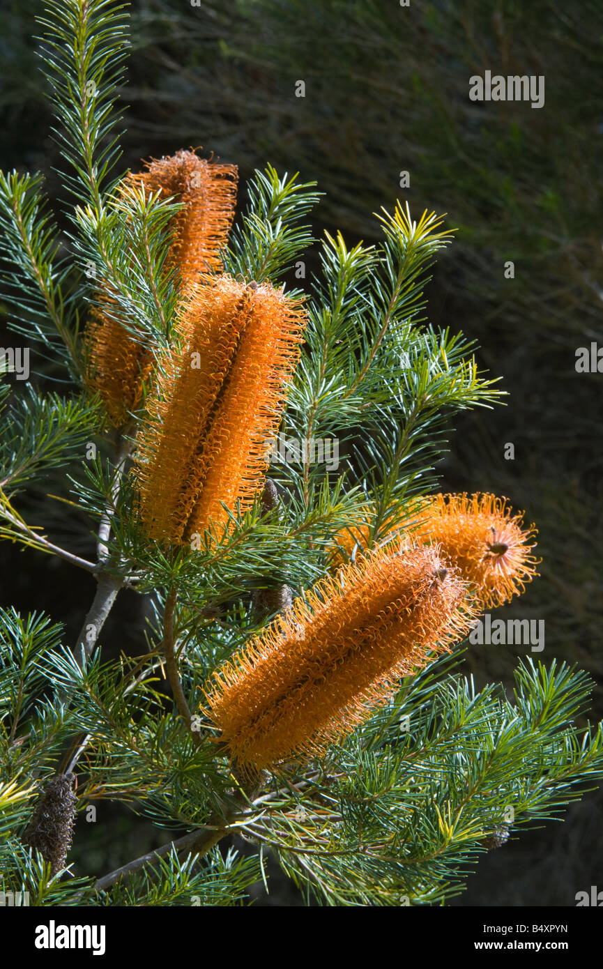 Heath-lasciava Banksia (Banksia ericifolia) 'Candela Gigante' infiorescenza coltivato Banksia Farm Mount Barker Western Australia Foto Stock