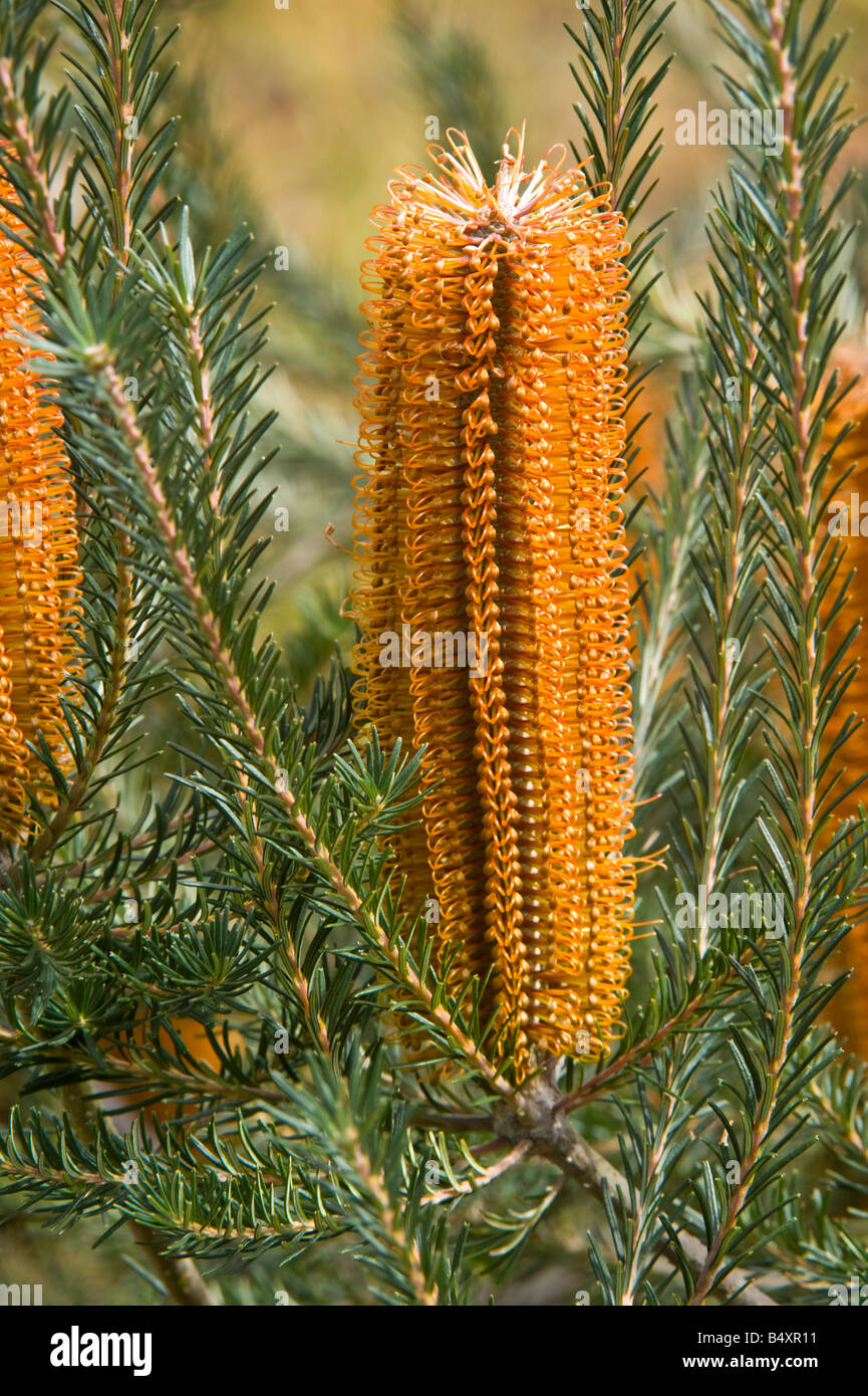 Banksia ericifolia Candela Gigante x Banksia spinulosa Carnarvon oro coltivate infiorescenze Banksia Farm Mt Barker Western Au Foto Stock