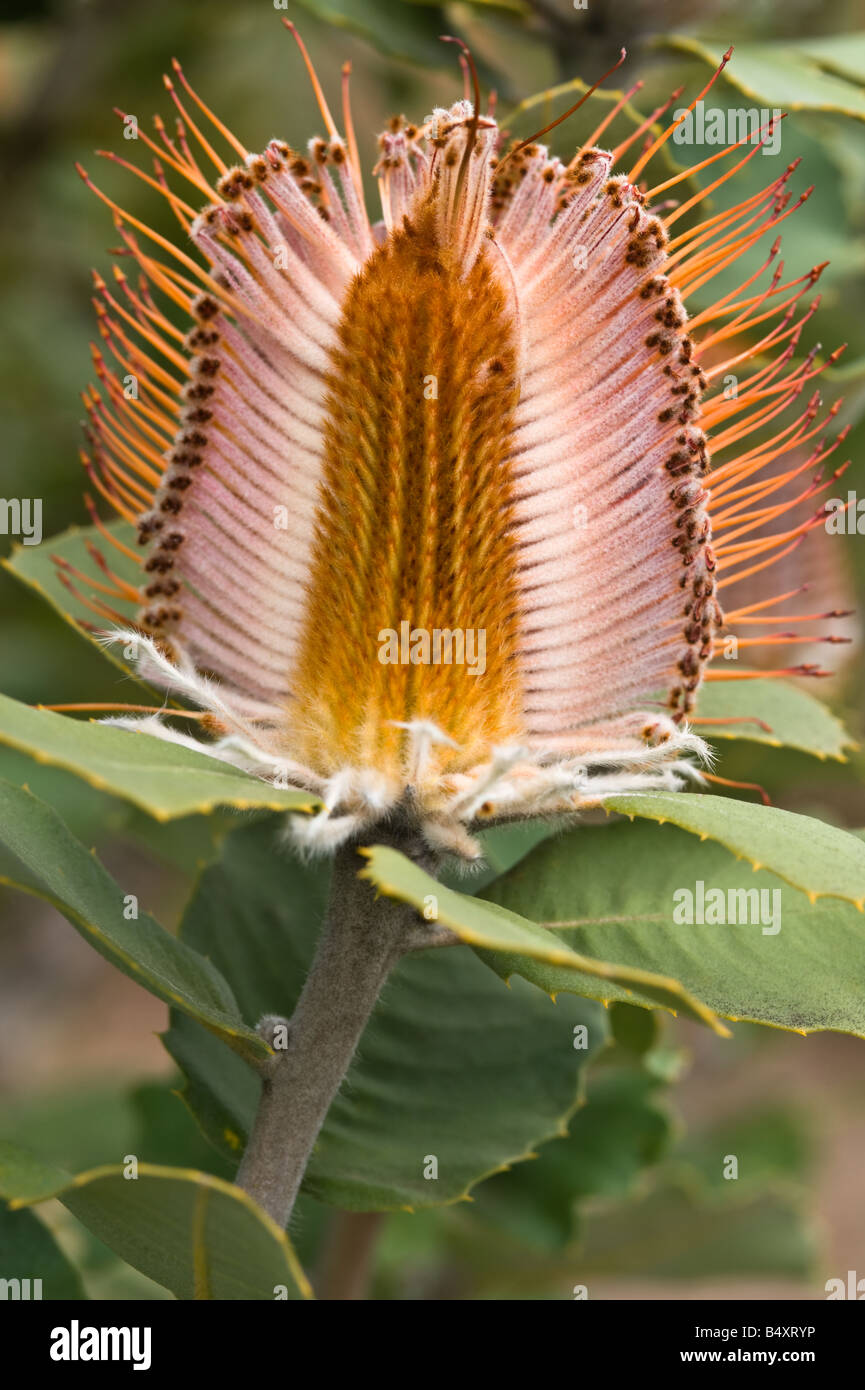 Banksia cocccinea flower spike danneggiato dal cappuccio rosso o western rosella pappagallo Banksia Farm Mt Barker Western Australia Settembre Foto Stock