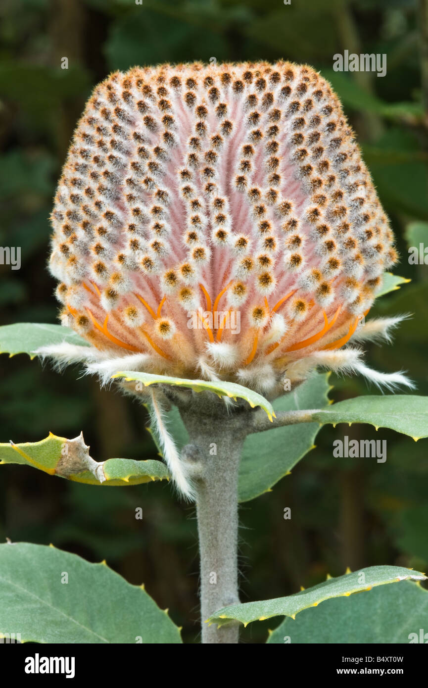 Scarlet Banksia Banksia coccinea fiore spike in bud Banksia Farm Mt Barker Western Australia Settembre Foto Stock