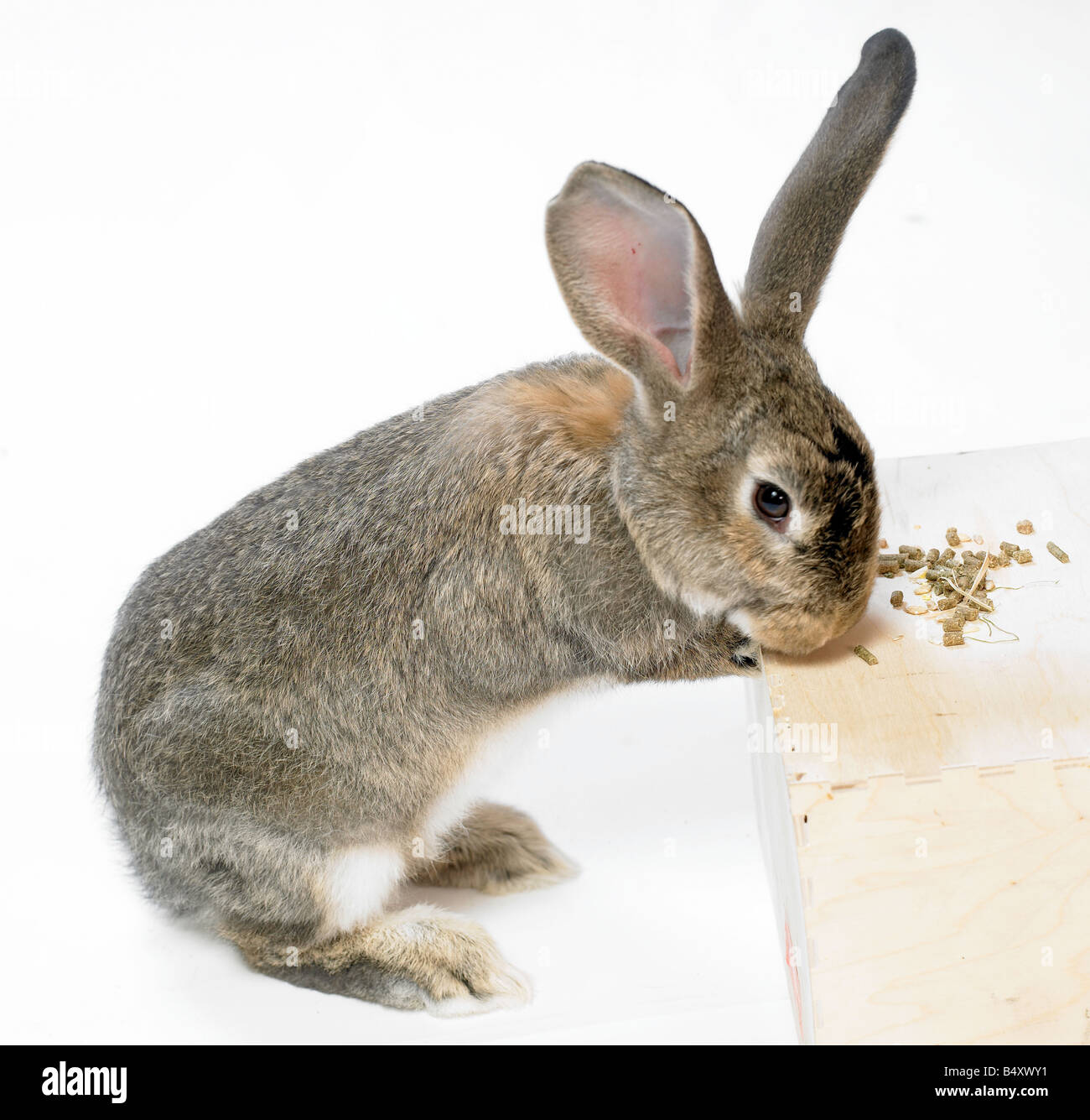 Selvatica,coniglio domestico su sfondo bianco.L'alimentazione Foto Stock