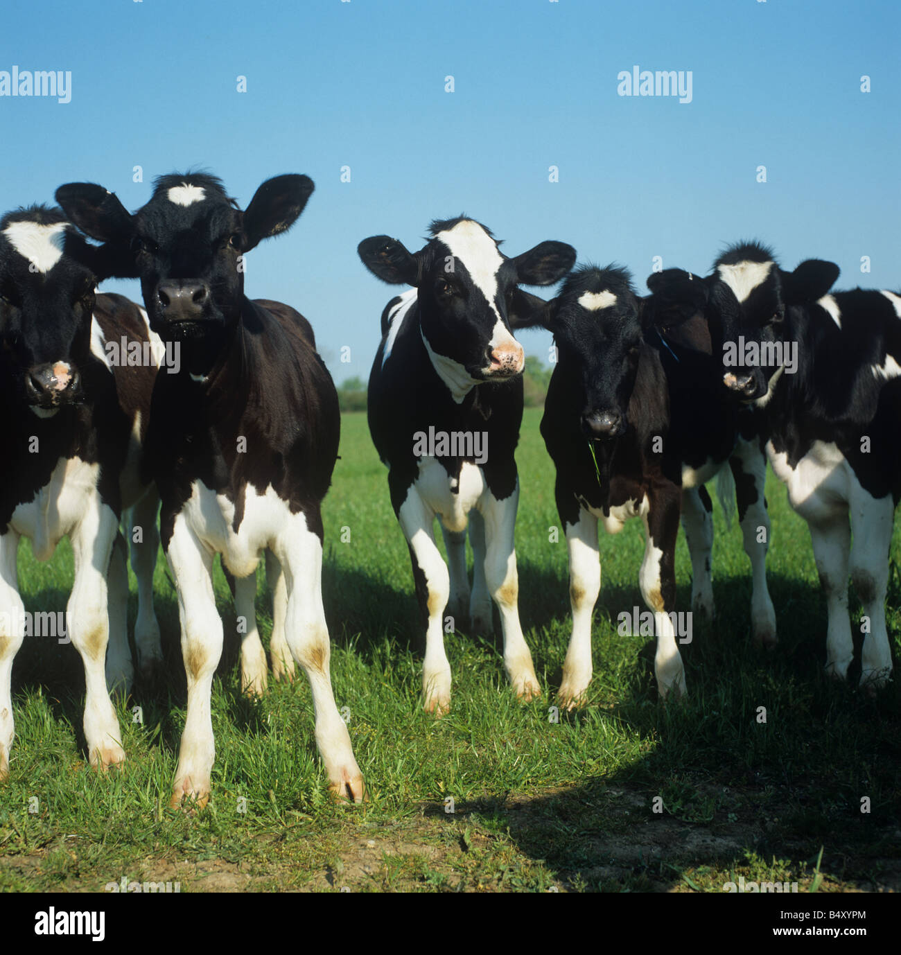 Il Frisone Inquistive vitelli guardando la telecamera Foto Stock
