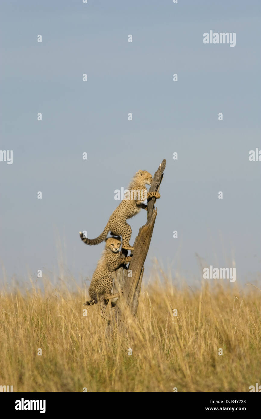 Cheetah cubs di arrampicarsi su un albero morto il moncone Foto Stock