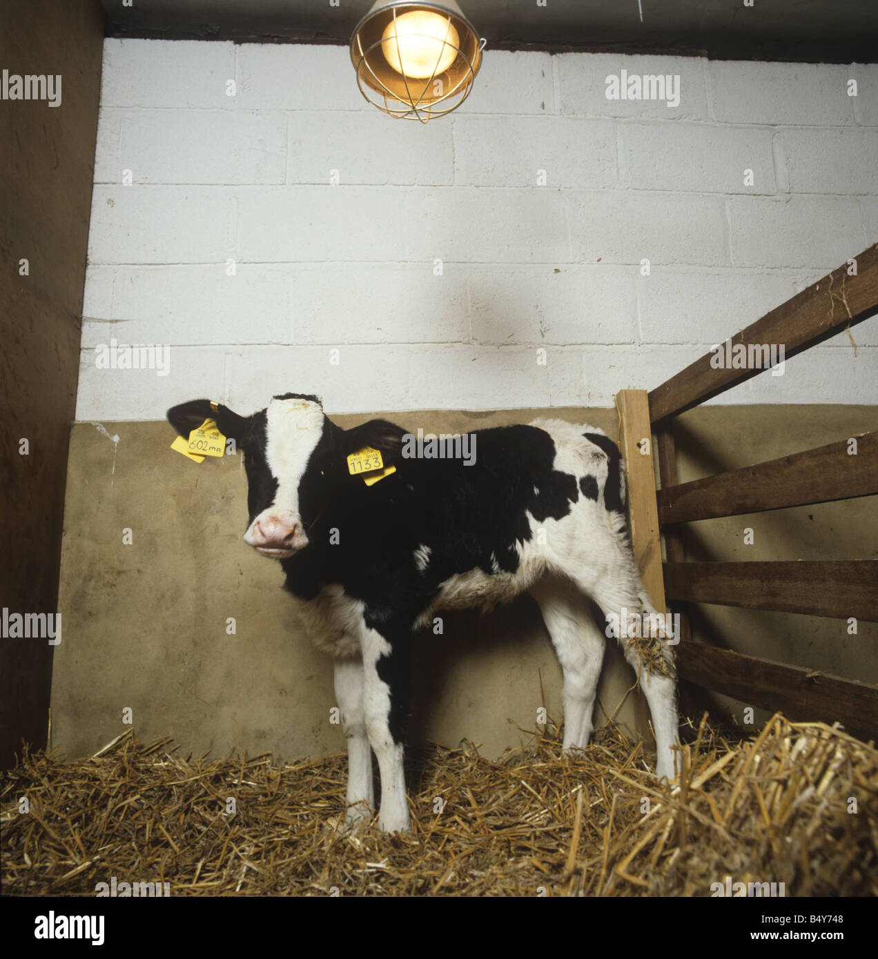 Molto giovane vitello Frisone in paglia bedded pen sotto infra rosso lampada per il calore Foto Stock
