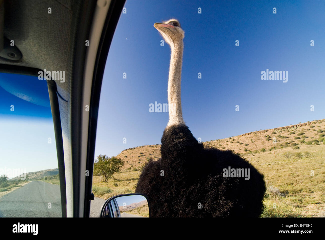 Struzzo, Mountain Zebra national park, Capo orientale, Sud Africa Foto Stock