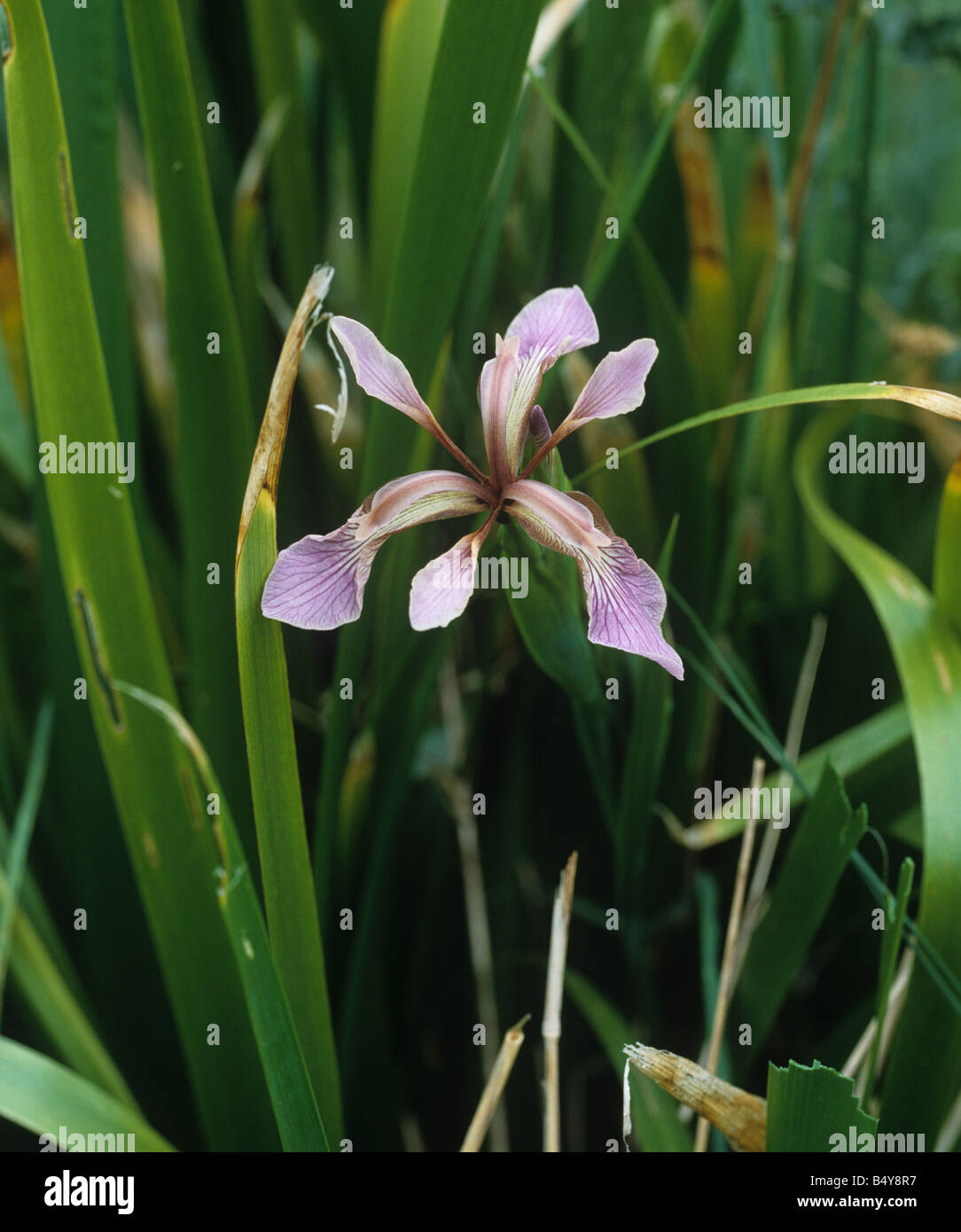 Iris puzzolente o roast beef impianto Iris foetidissima fiore Foto Stock