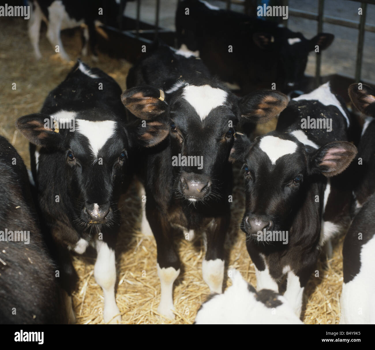 Freisian vitelli in una fase di stallo Foto Stock