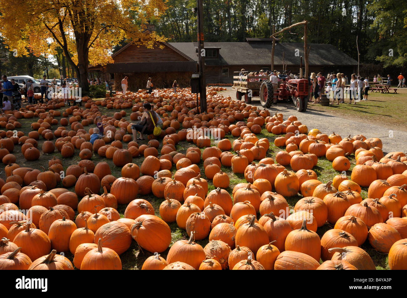 Zucca di Halloween vendita al mercato di fattoria, NY, USA. Foto Stock