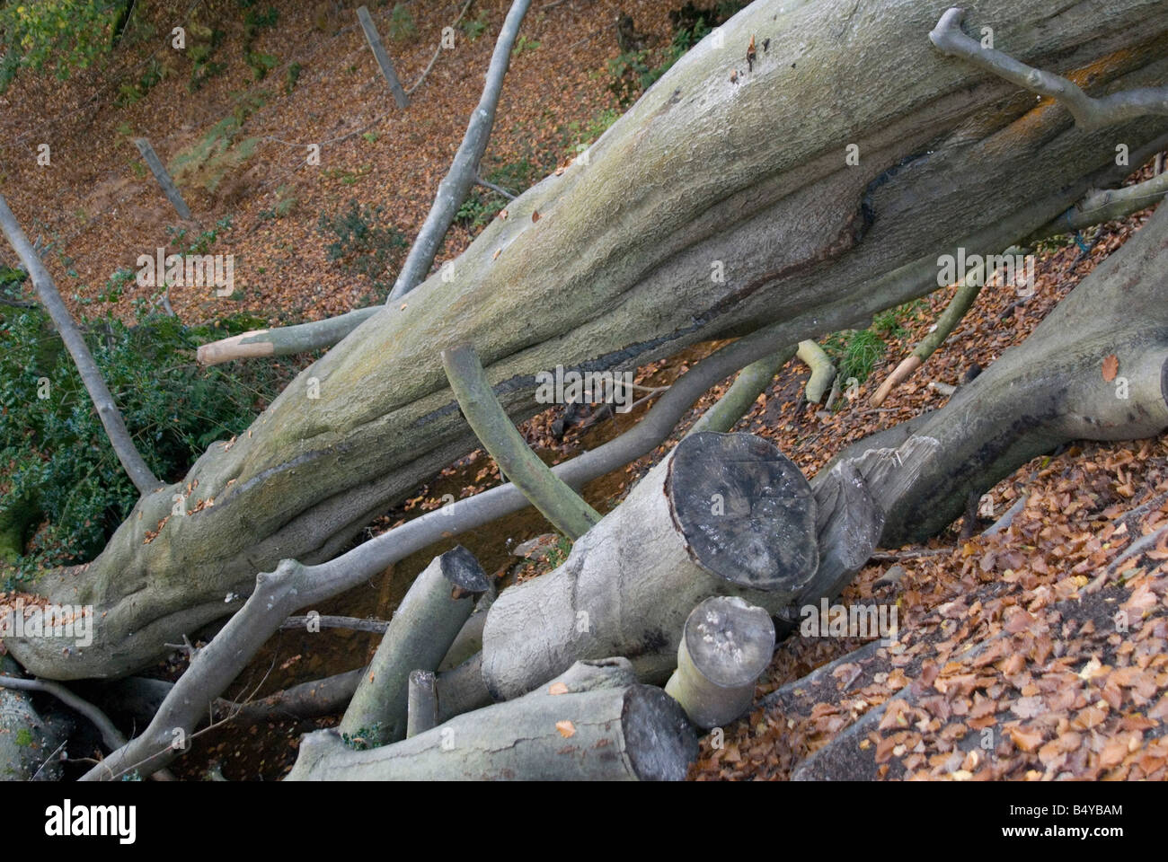 Morto un albero caduto con taglio del legno accanto ad essa circondata da foglie di autunno sul terreno e boccole prese sulla Ashdown Forest Foto Stock