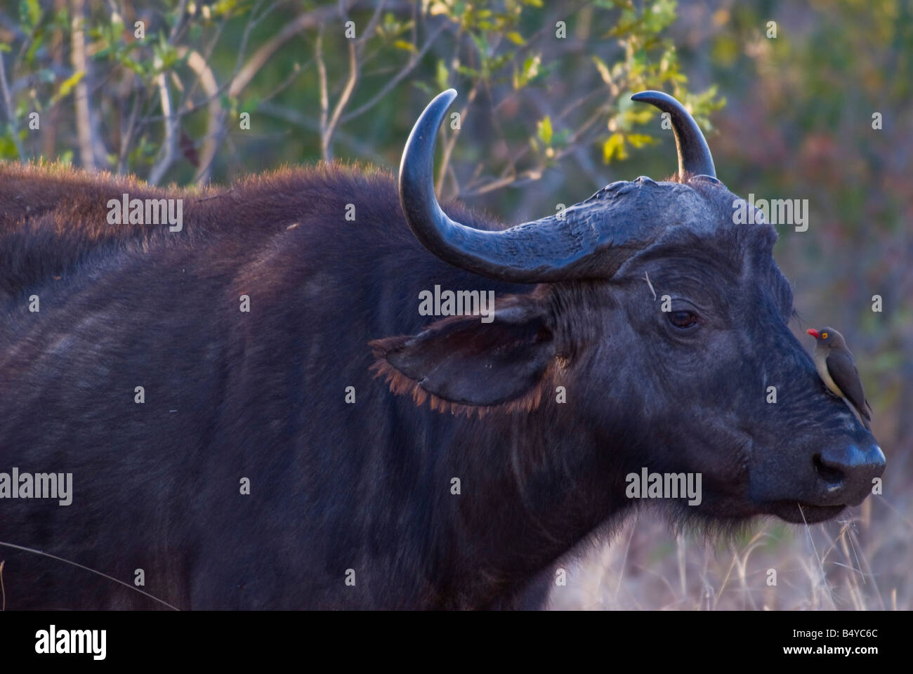 Il bufalo, rosso-fatturati Oxpecker, parco nazionale Kruger, Mpumalanga, Sud Africa Foto Stock