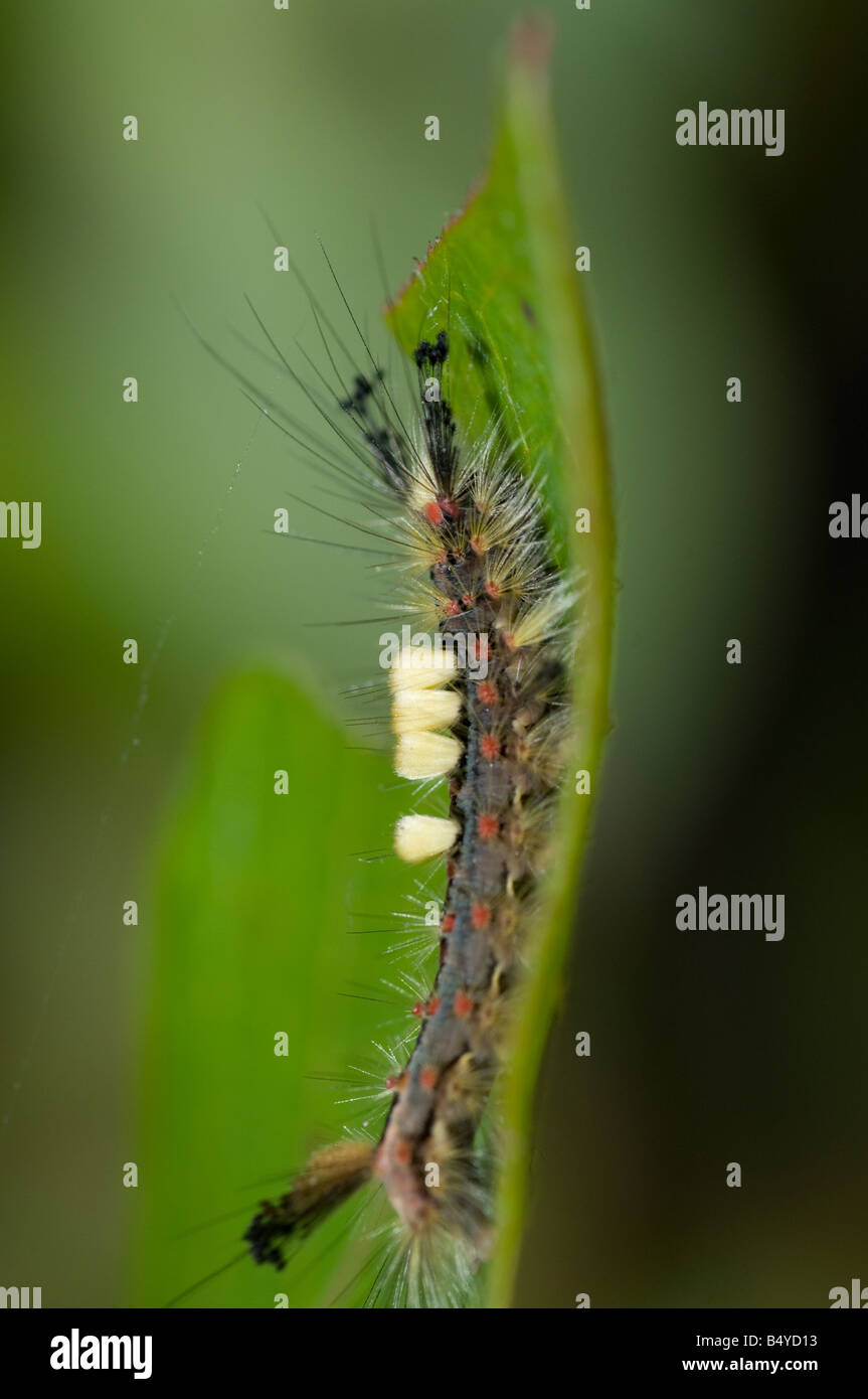 Caterpillar Vaporer Orgyia antiqua Foto Stock