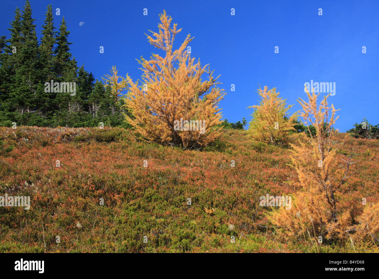 Autunno su la Ptarmigan Cirque trail a Highwood Pass, Kananaskis country, Alberta Foto Stock