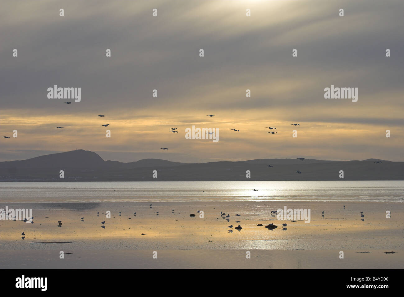 Inverno bird roost Loch Indaal, Islay Foto Stock