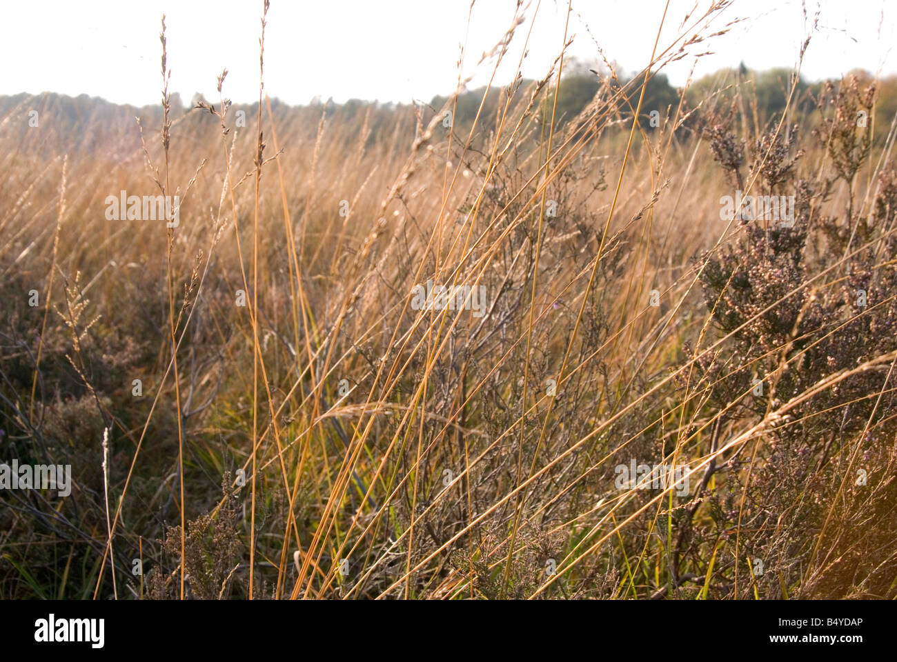 Un immagine guardando attraverso lunghi marrone erba con il sole alle spalle di rendere l'erba sembrano golden Foto Stock