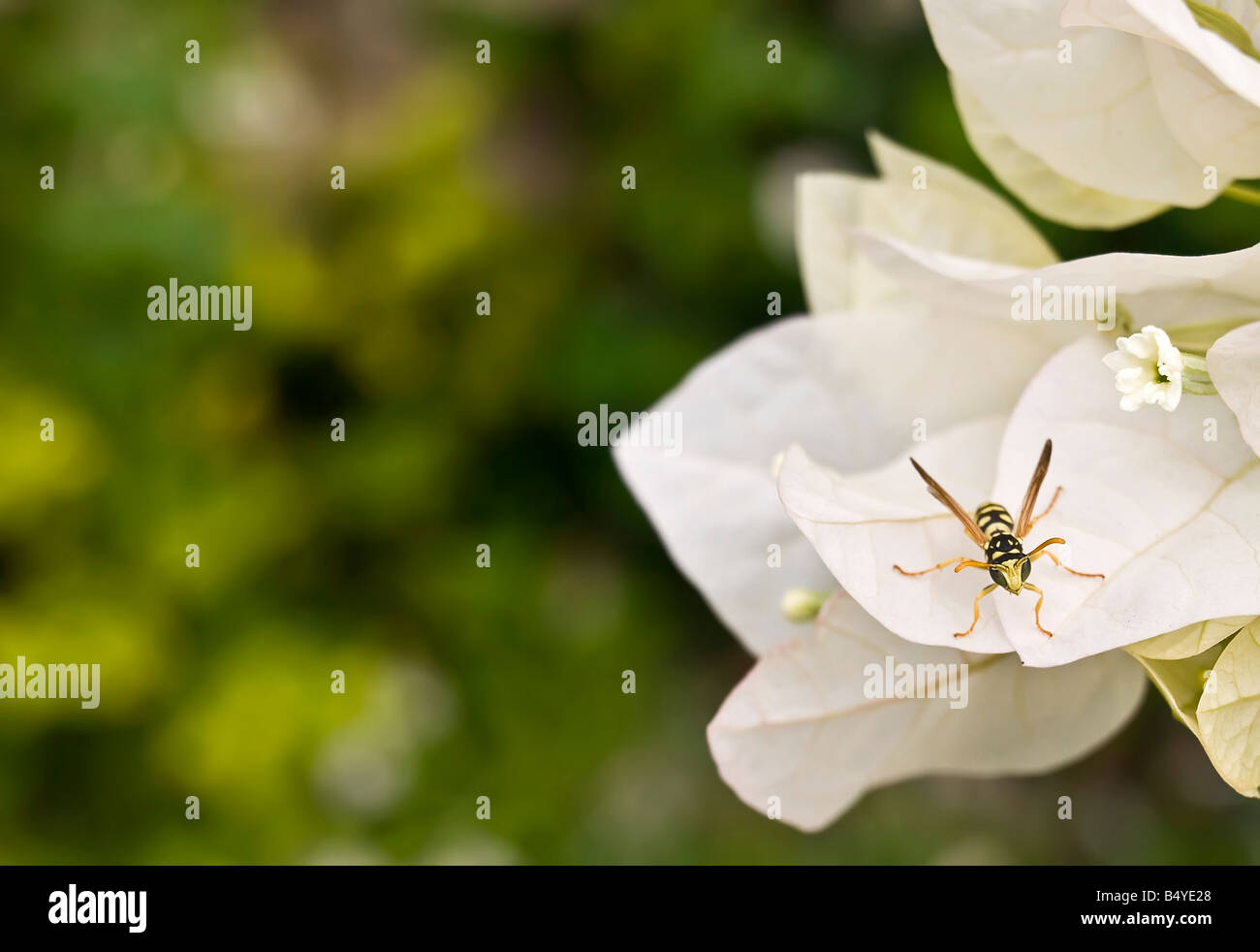 Ritratto di una vespa arroccato su un fiore Foto Stock