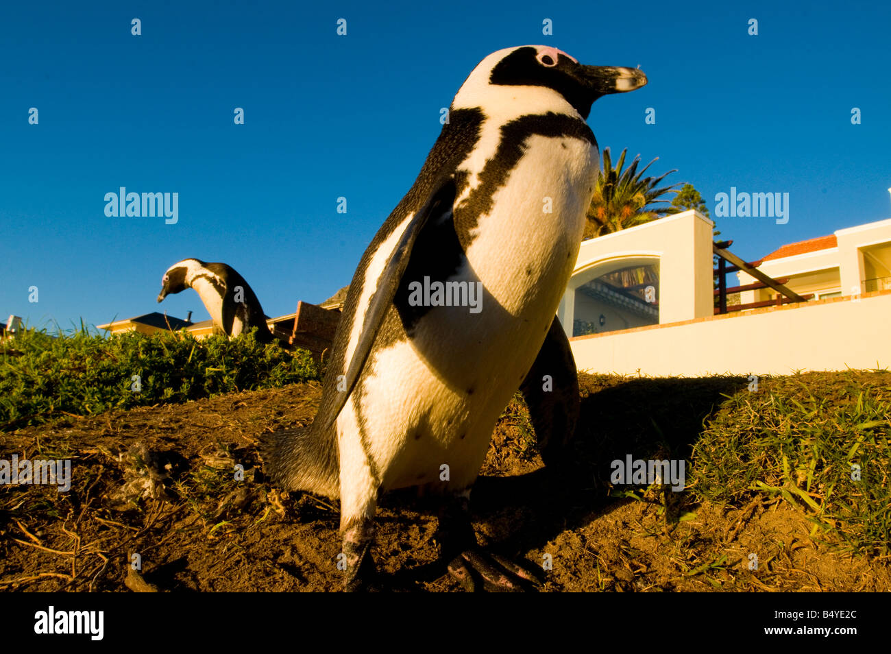 I Penguins africani, Boulders Beach, Simons Town, Western Cape, Sud Africa Foto Stock