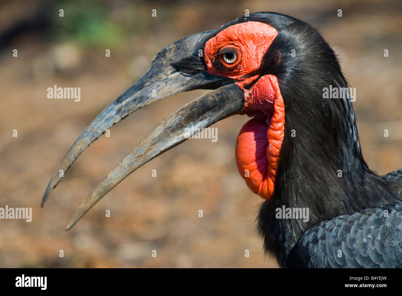 Massa hornbill, parco nazionale Kruger, Mpumalanga, Sud Africa Foto Stock