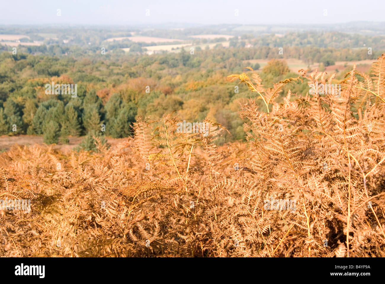 Una vista guardando le Ashdown Forest con golden foglie di felce in primo piano e ruotando gli alberi d'autunno in background Foto Stock