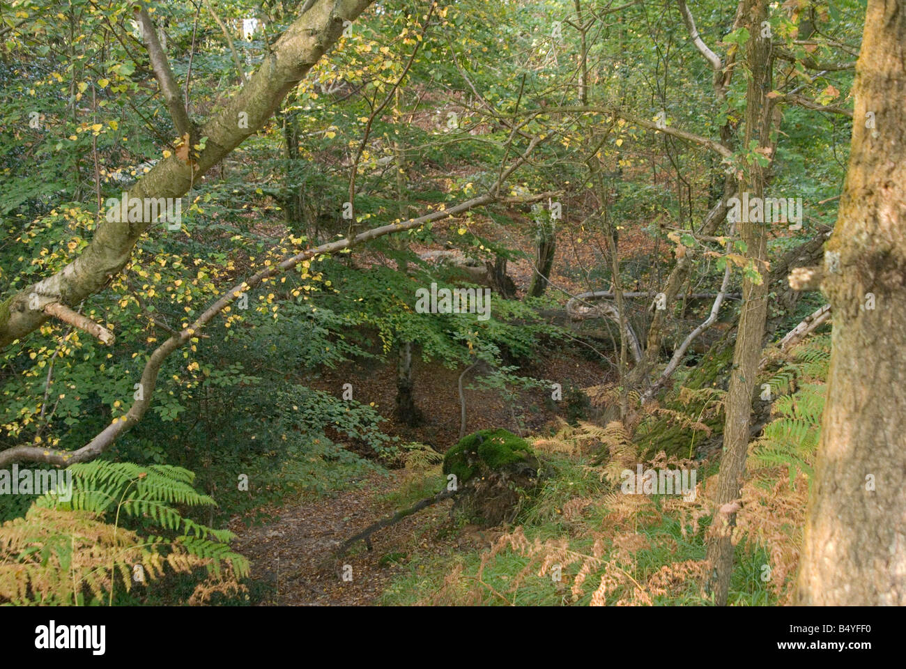 Una vista attraverso i boschi di Ashdown Forest in autunno con le foglie che cadono e girando golden Foto Stock