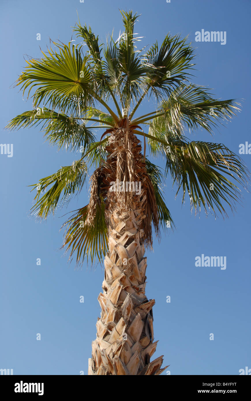 Palm tree, Alicante, Comunidad Valenciana, Spagna Foto Stock