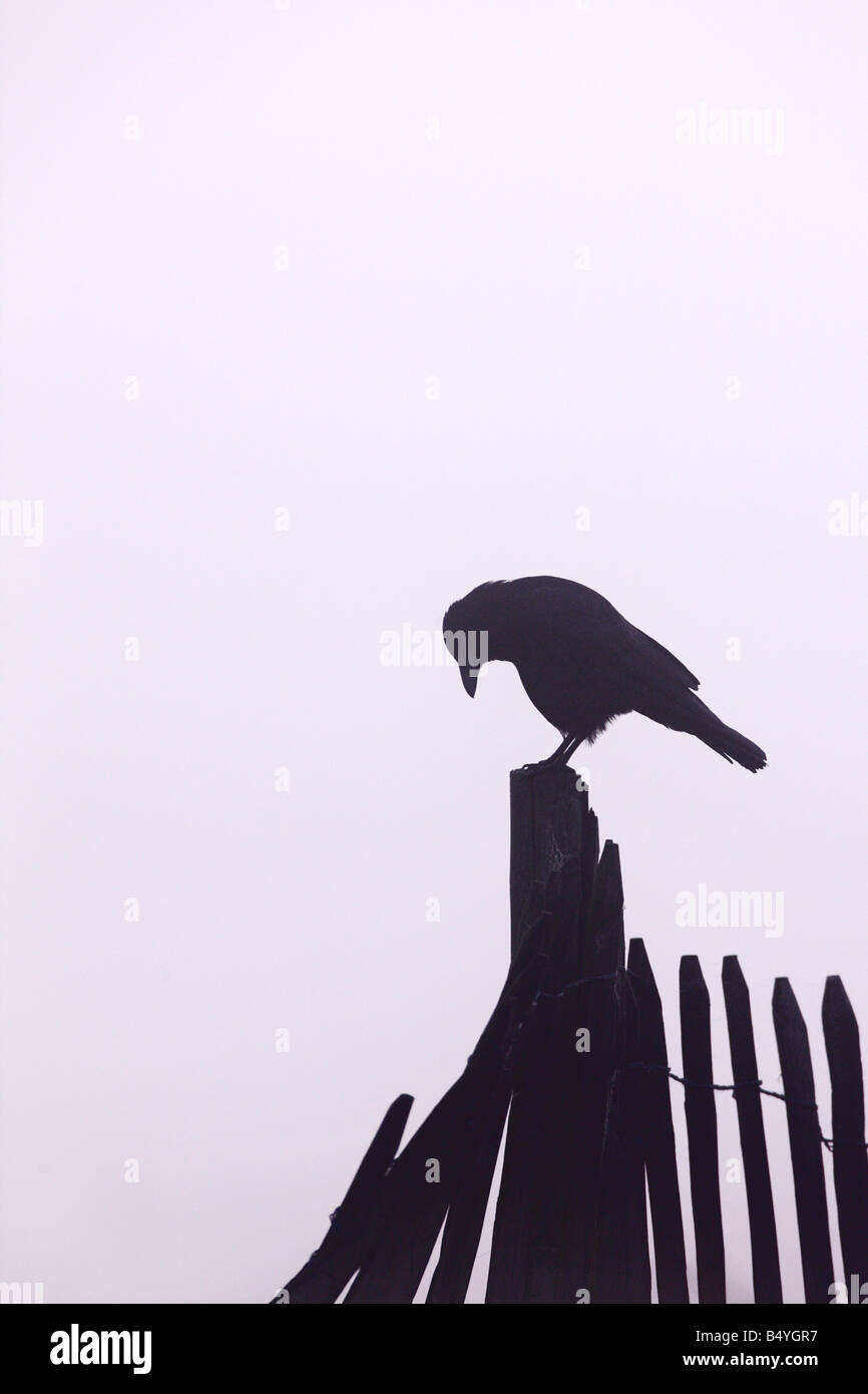 Taccola Corvus monedula sul post stagliano sullo sfondo nebbioso Richmond Park London Foto Stock