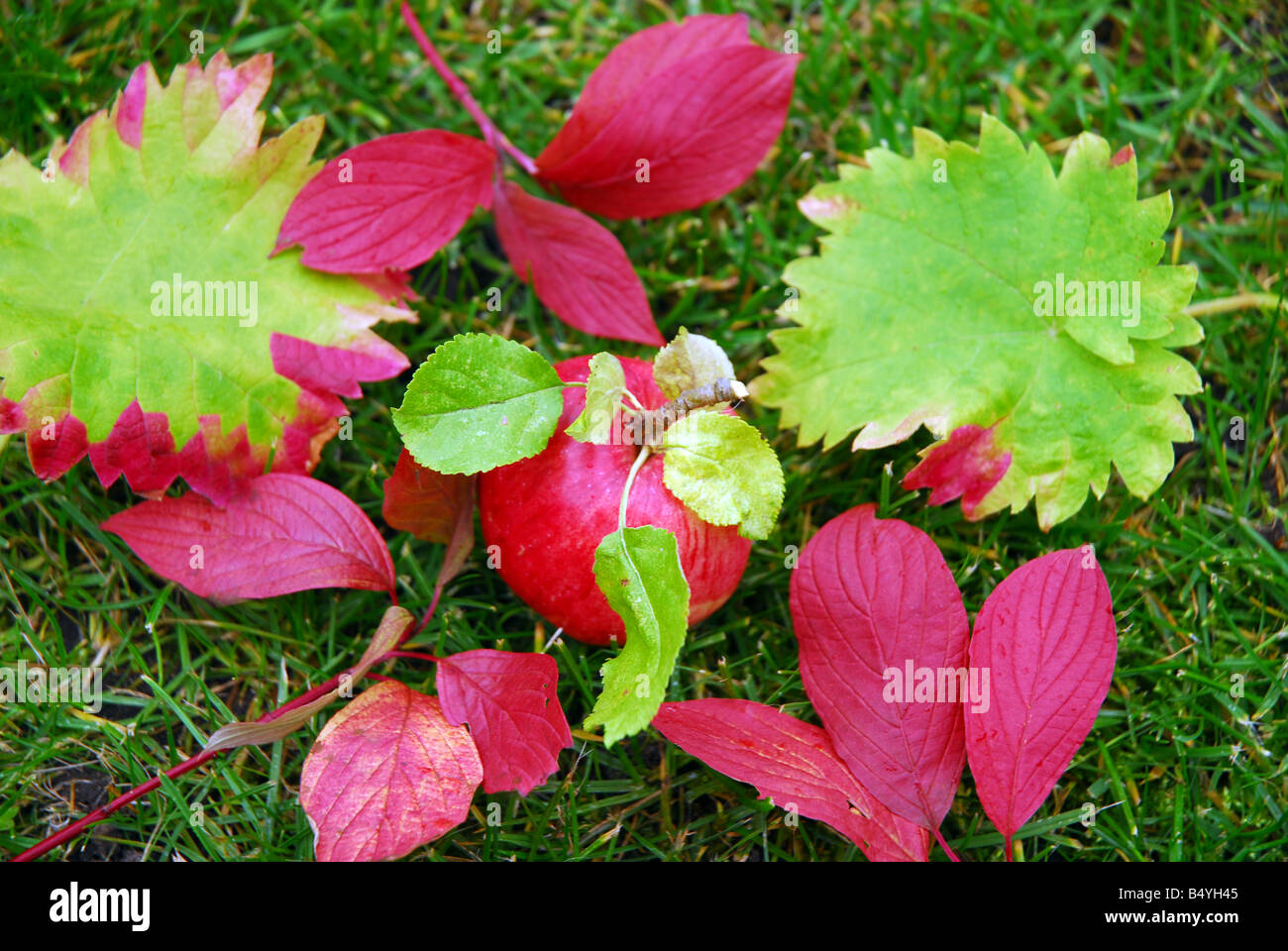 Coloratissima immagine di sfondo di caduto foglie di autunno con Apple all'interno Foto Stock