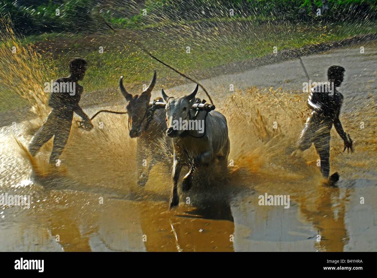 Ox Race,un raccolto tradizionale sport di Kerala Foto Stock