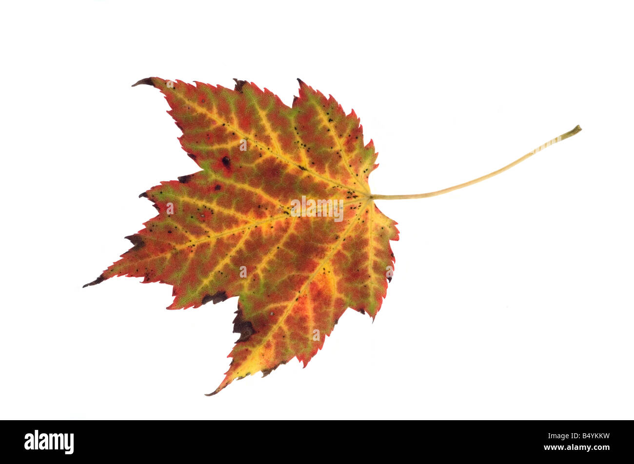 Maple Leaf tagliare Foto Stock