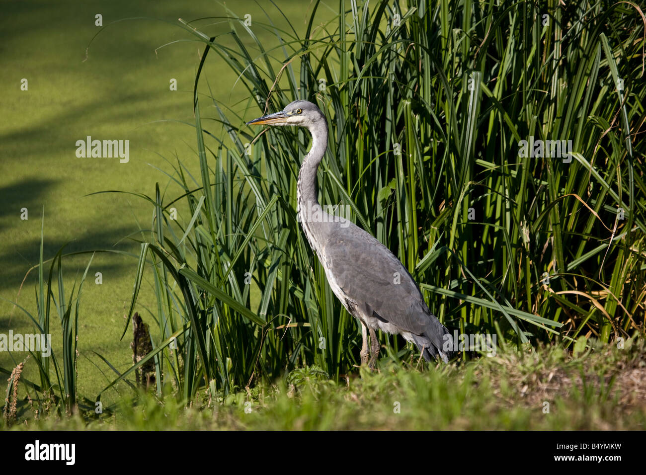 Heron Syon Park Gardens Londra Inghilterra REGNO UNITO Foto Stock