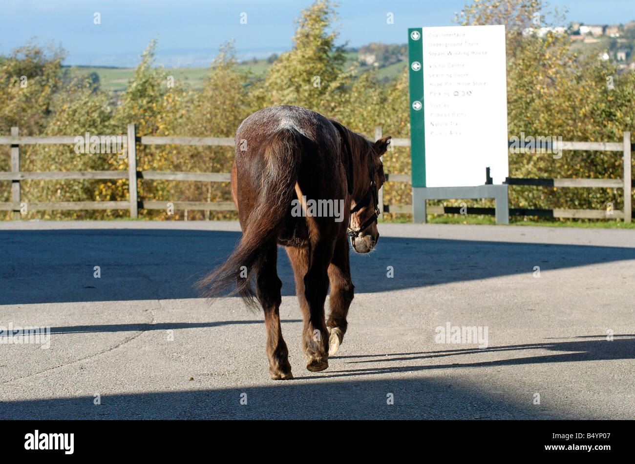 SPARKY - REGNO UNITO L'ultimo superstite fossa profonda pony - è deceduto dopo fissando la morte del suo amato amico a quattro zampe. Le adorabili workhorse, che è andato a divenne un luogo di attrazione turistica, è stato invecchiato a soli quattro quando iniziò alaggio del carbone-carrelli riempito sotto il mare del Nord. Sparky faticato in una miniera di carbone a sei miglia offshore e otto miglia verso il basso. Lui e i suoi quattro zampe colleghi trascorso le notti in pitch black si spegne. La sola volta che egli vide la luce era per la vacanza annuale - o durante lunghi scioperi o serrate Foto Stock