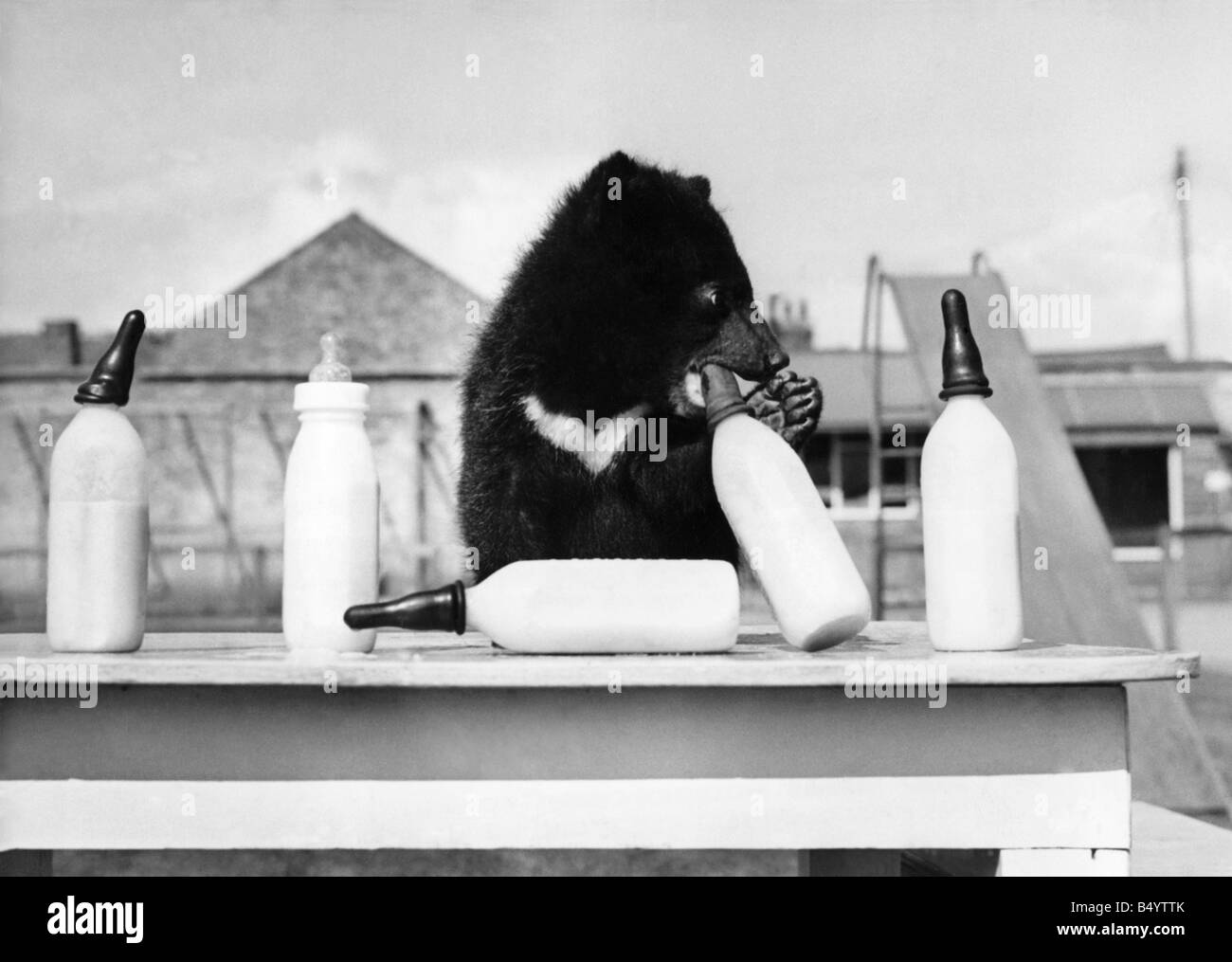 Mentre Debbie alimenta un orso, un altro aiuta a se stesso. Aprile 1965 P000456 Foto Stock