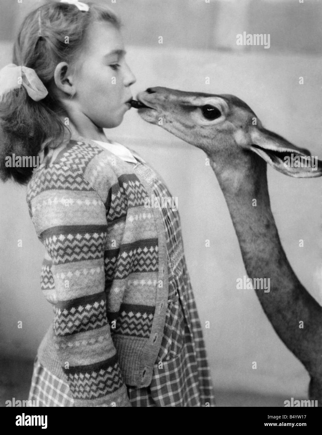 Janette Sparrow, (8), rende amici con un Gerenuk. (A collo lungo) gazelle, al Belle Vue Zoo, Manchester. Settembre 1954 Foto Stock