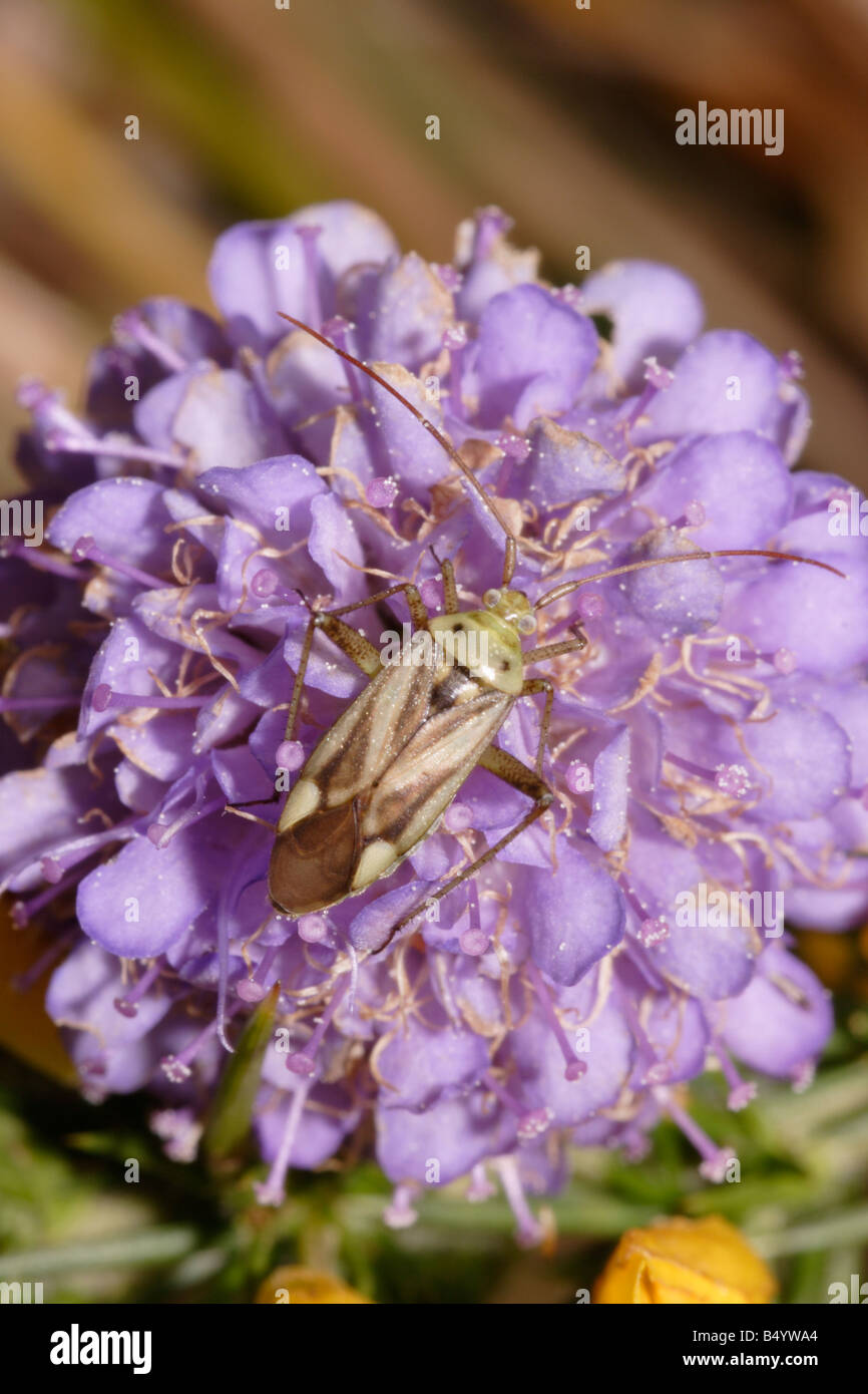 Lucerna plantbug Adelphocoris lineolatus Miridae sul diavolo s bit scabious Succisa pratensis REGNO UNITO Foto Stock