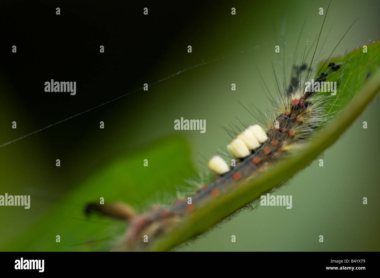 Caterpillar Vaporer Orgyia antiqua Foto Stock