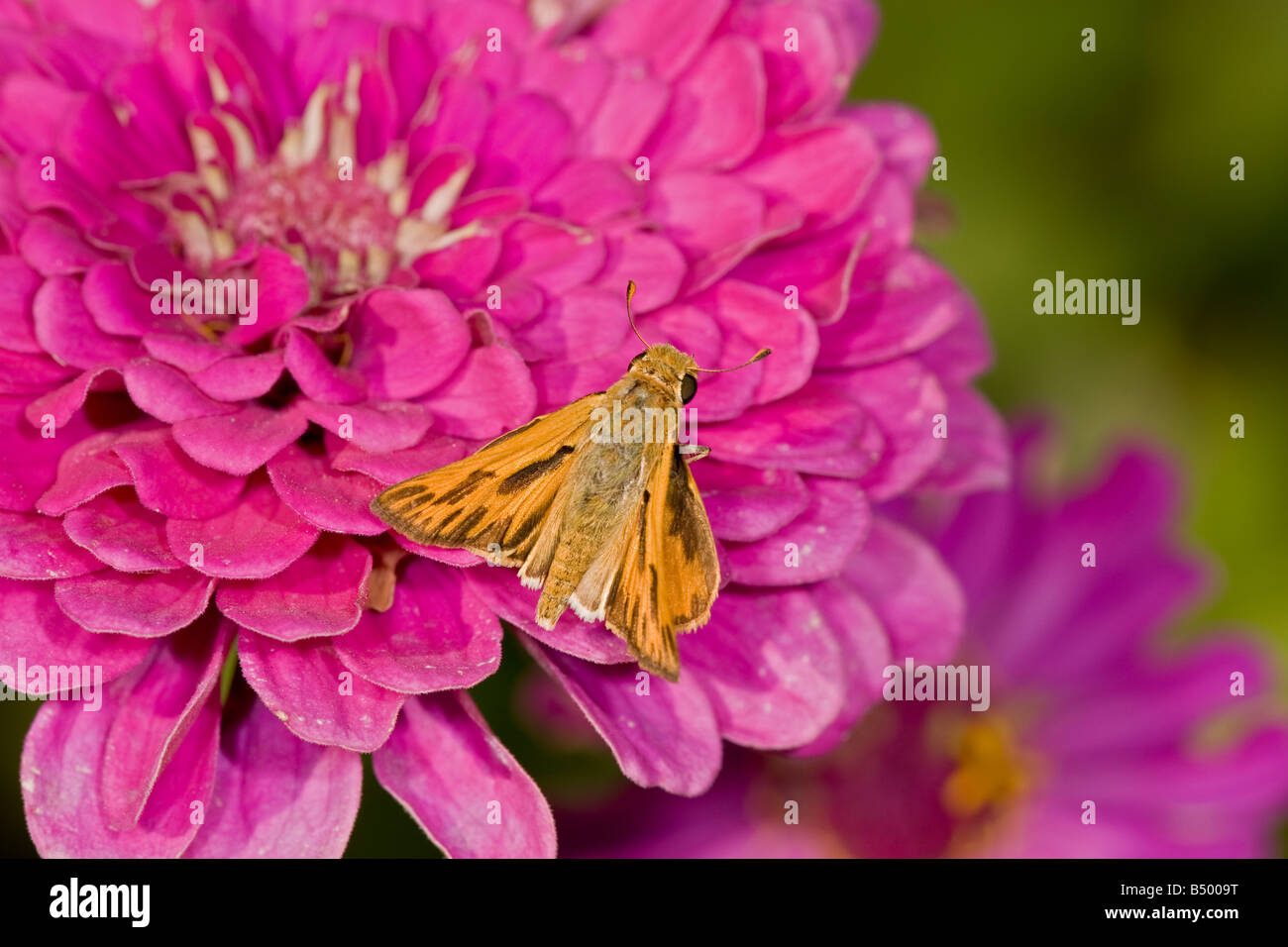 Delaware Skipper poggiante su zinnia fiore Foto Stock