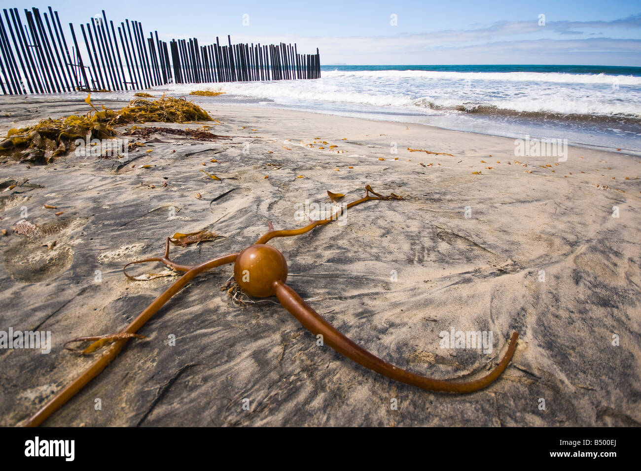 Foto di lavato fino kelp prese a noi il confine messicano al campo di confine del parco statale nella California Meridionale. Foto Stock