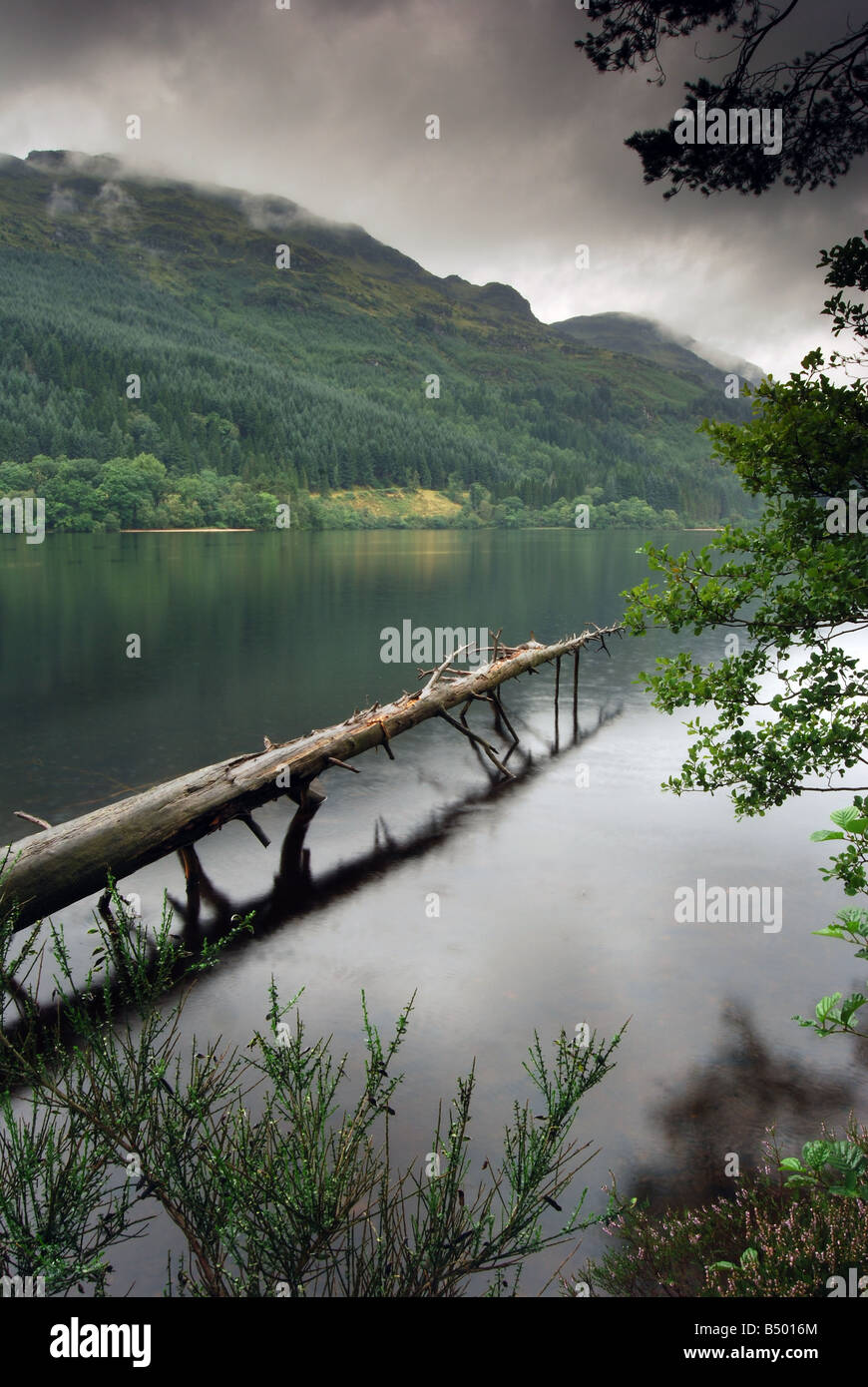 Caduto il pino, Loch Eck, Argyll, Scozia. Foto Stock