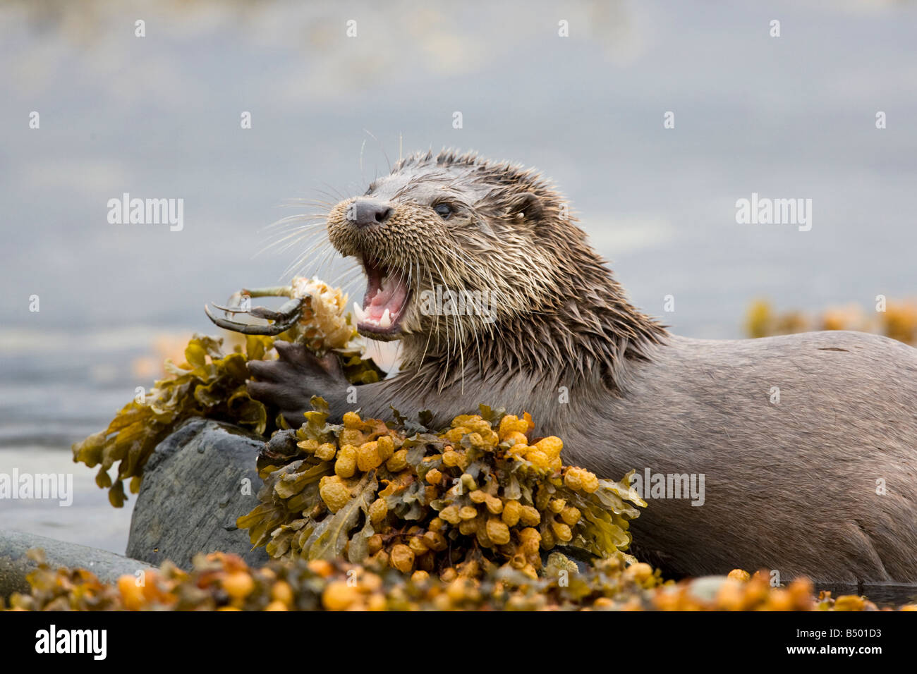 Lontra europea mangiare Granchio Foto Stock