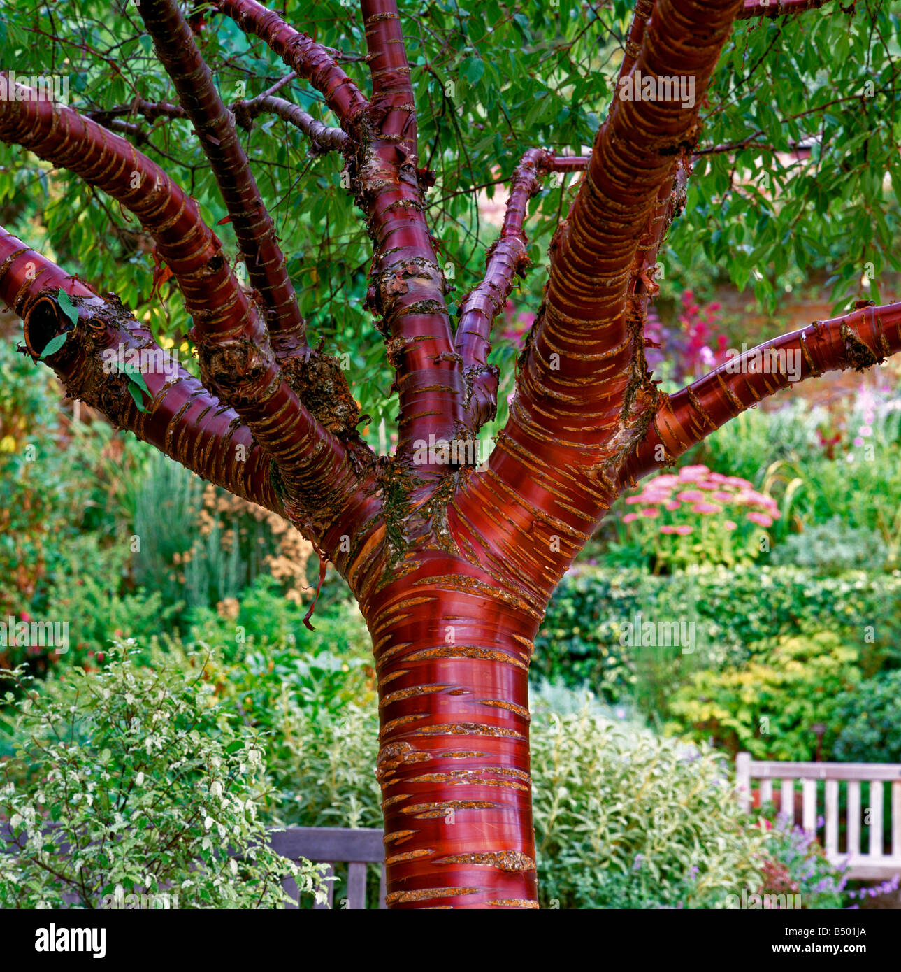 Prunus serrula ciliegio tibetano Foto Stock