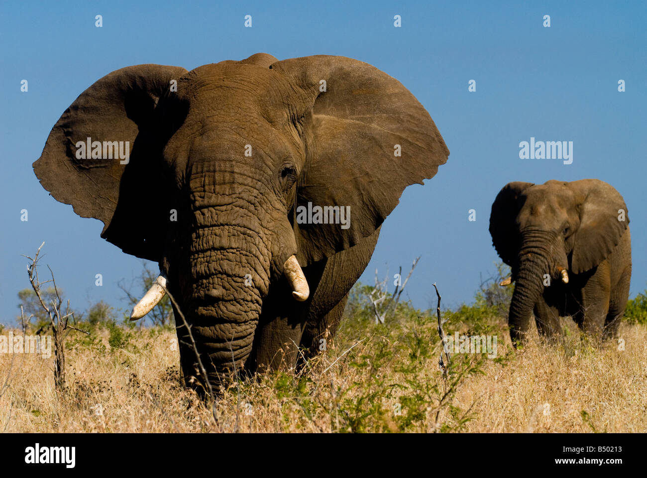 Elefante, parco nazionale Kruger, Mpumalanga, Sud Africa Foto Stock