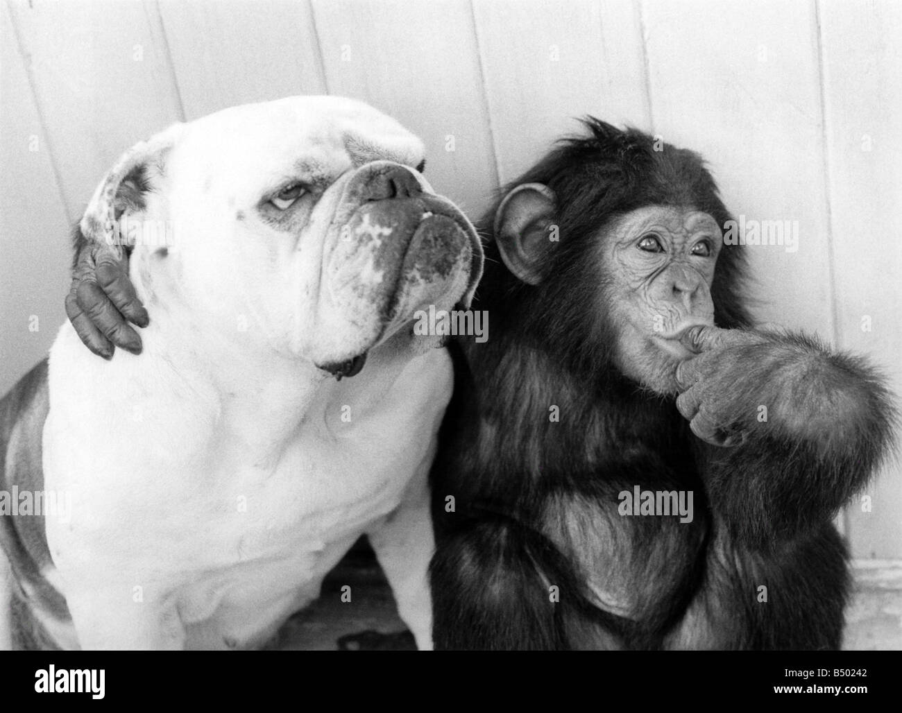 Pals....Sparky chimp e Susie bulldog. Gennaio 1976 P000321 Foto Stock
