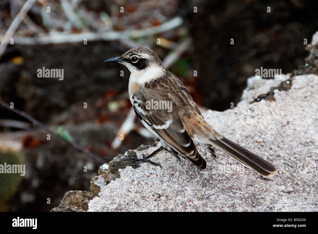 Il cofano Mockingbird Nesomimus macdonaldi isole Galapagos Ecuador America del Sud Foto Stock
