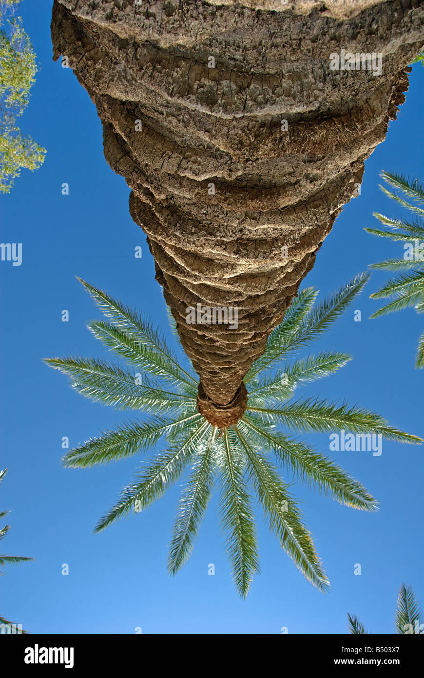 Palme California Palm tree s CA fan di palma, native California Palm tree palme Arecaceae Palmae Palmaceae Foto Stock