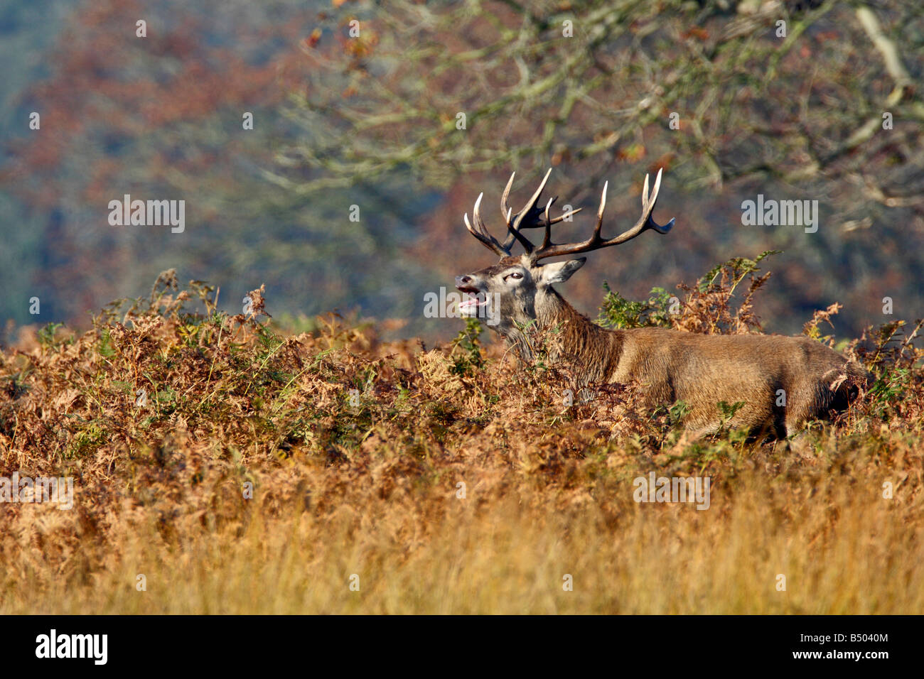 Red Deer Cervus Elaphus Stag cercando alert Richmond Park London Foto Stock