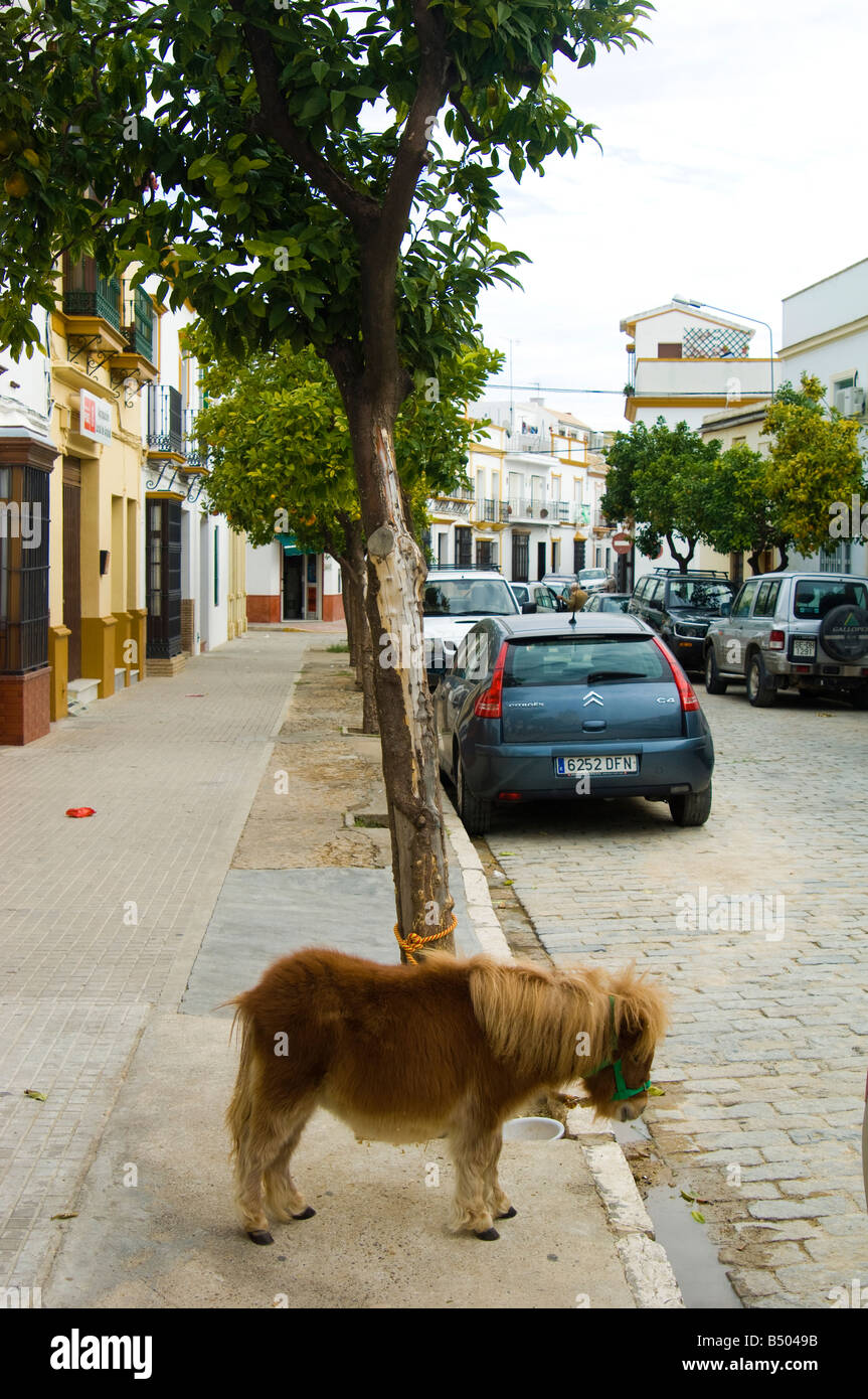Spagna. Un mini pony fa un curioso vista parcheggiato sulla strada principale di Arahal. Importati da Holland mi è stato detto Foto Stock