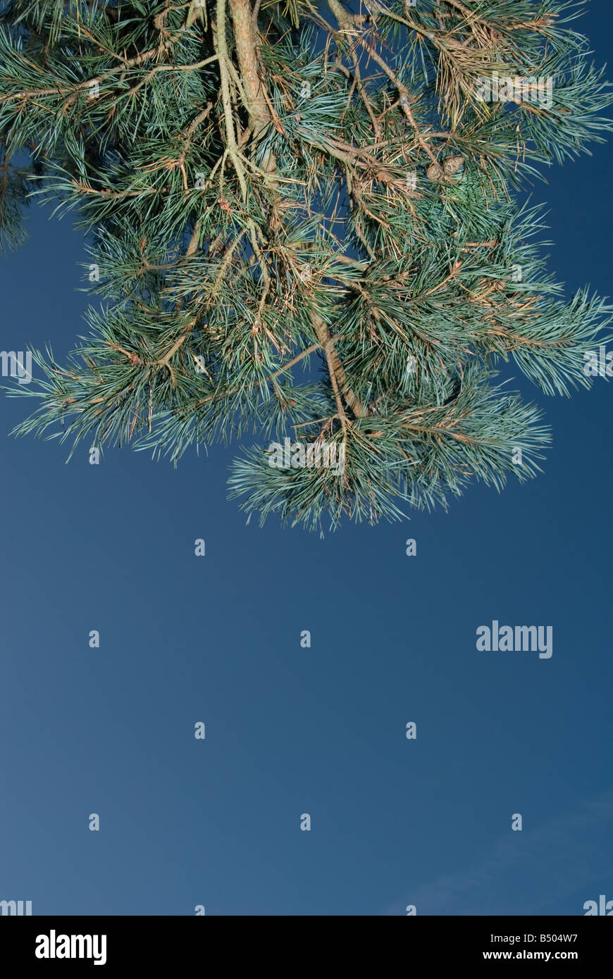 Un pino sulla Ashdown Forest, guardando attraverso i rami nel cielo blu scuro Foto Stock