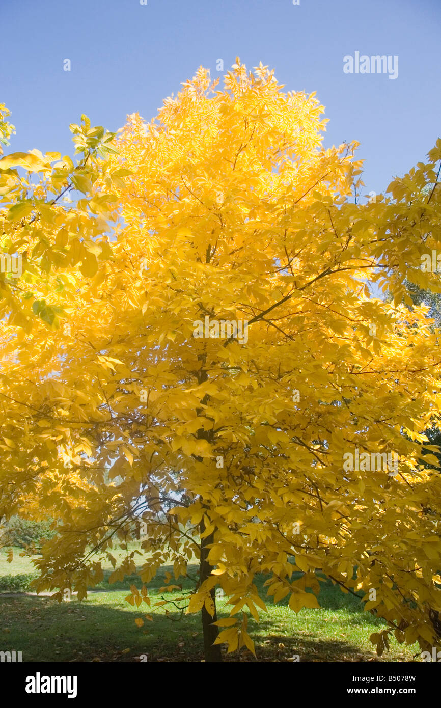 Pignut hickory struttura comune del Nord America orientale in autunno colori Adobe RGB Foto Stock